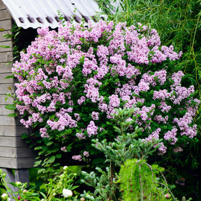 Lilas Palibin sur tige - Syringa meyeri  palibin - Plantes