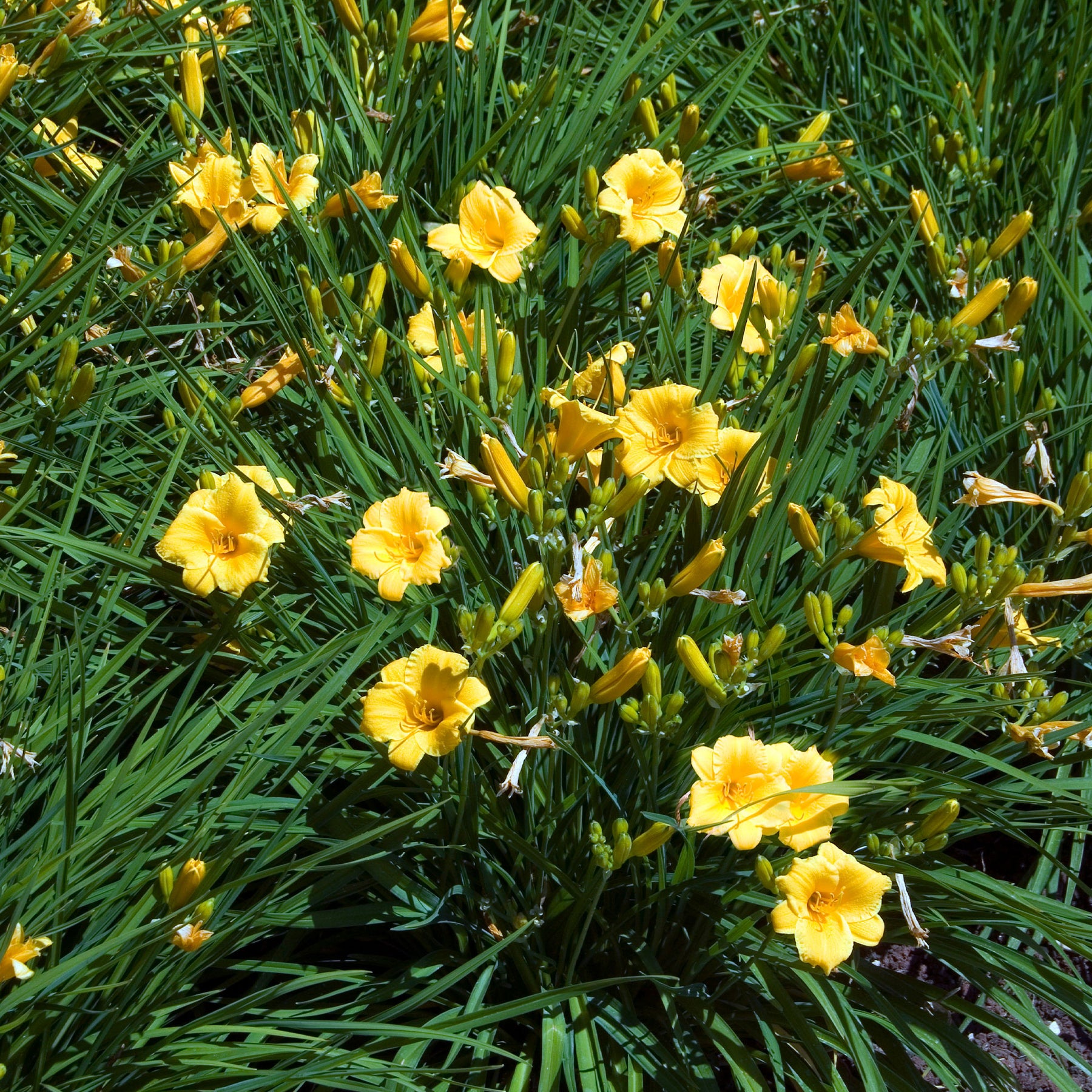 Collection de 11 plantes vivaces à floraison jaune - Solidago luteus, alchemilla mollis, hemerocallis stella de oro