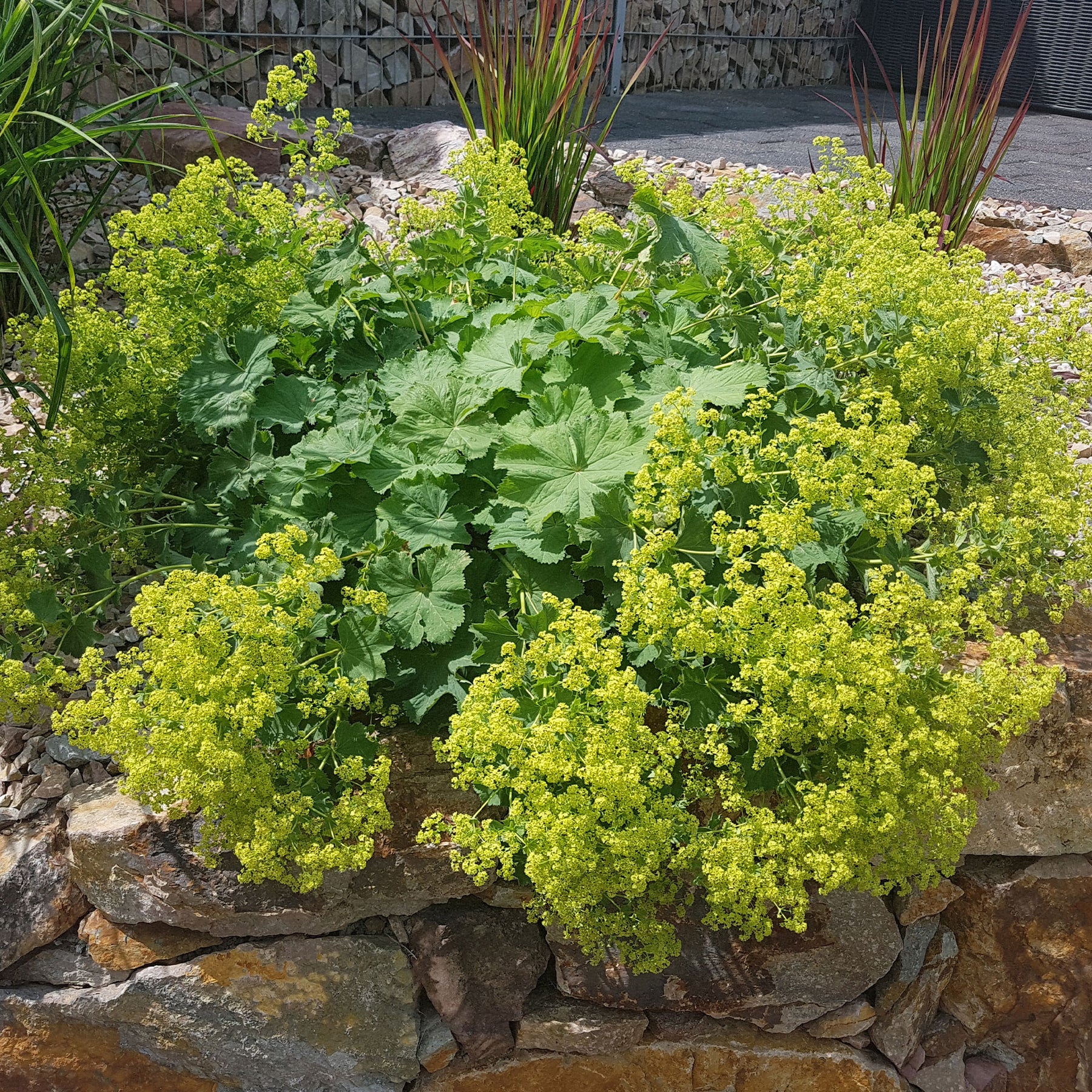 Collection de 11 plantes vivaces à floraison jaune - Solidago luteus, alchemilla mollis, hemerocallis stella de oro