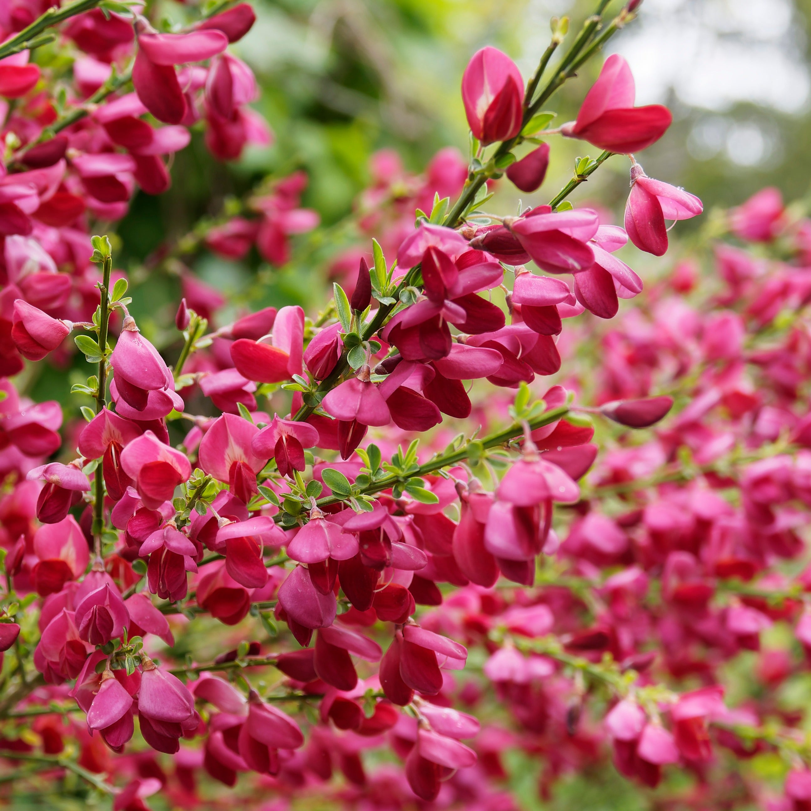 Cytisus praecox allgold, albus, boskoop ruby