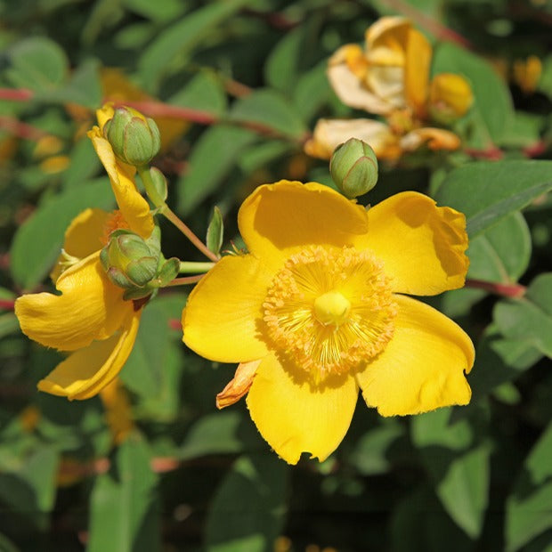 Millepertuis arbustif - Hypericum hidcote - Arbustes