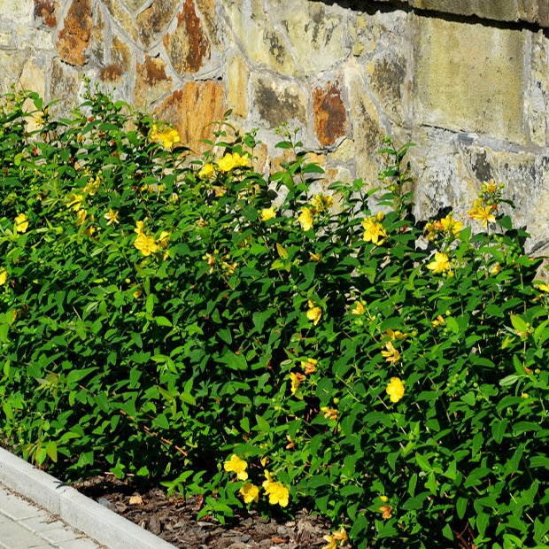 Hypericum hidcote