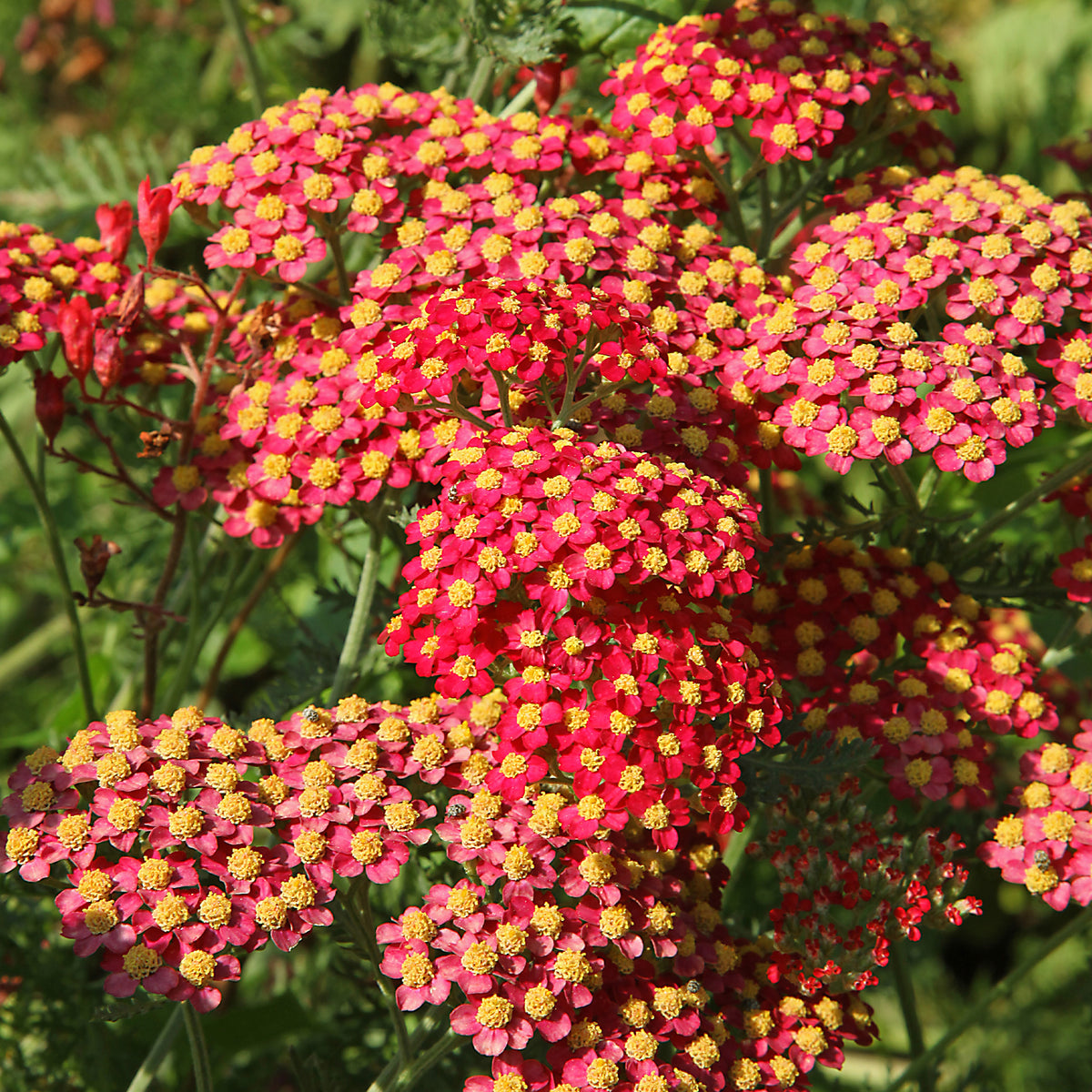 Achillée millefeuille Paprika - Achillea millefolium Paprika - Willemse