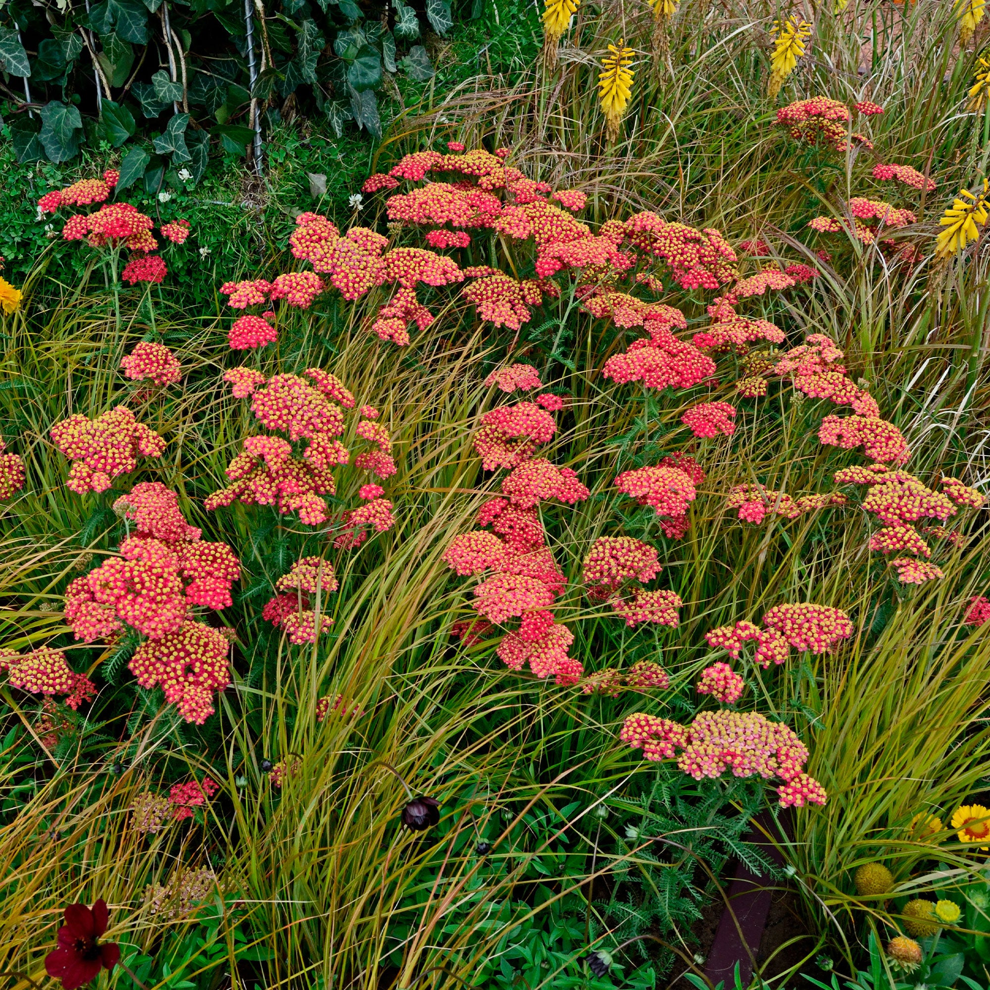 Achillée millefeuille Paprika