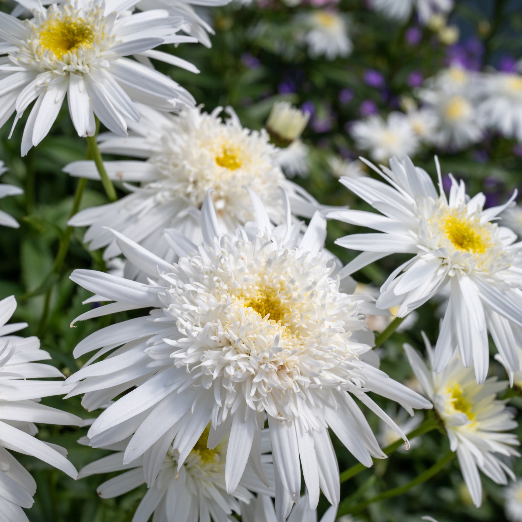 Marguerite d'été Wirral Supreme