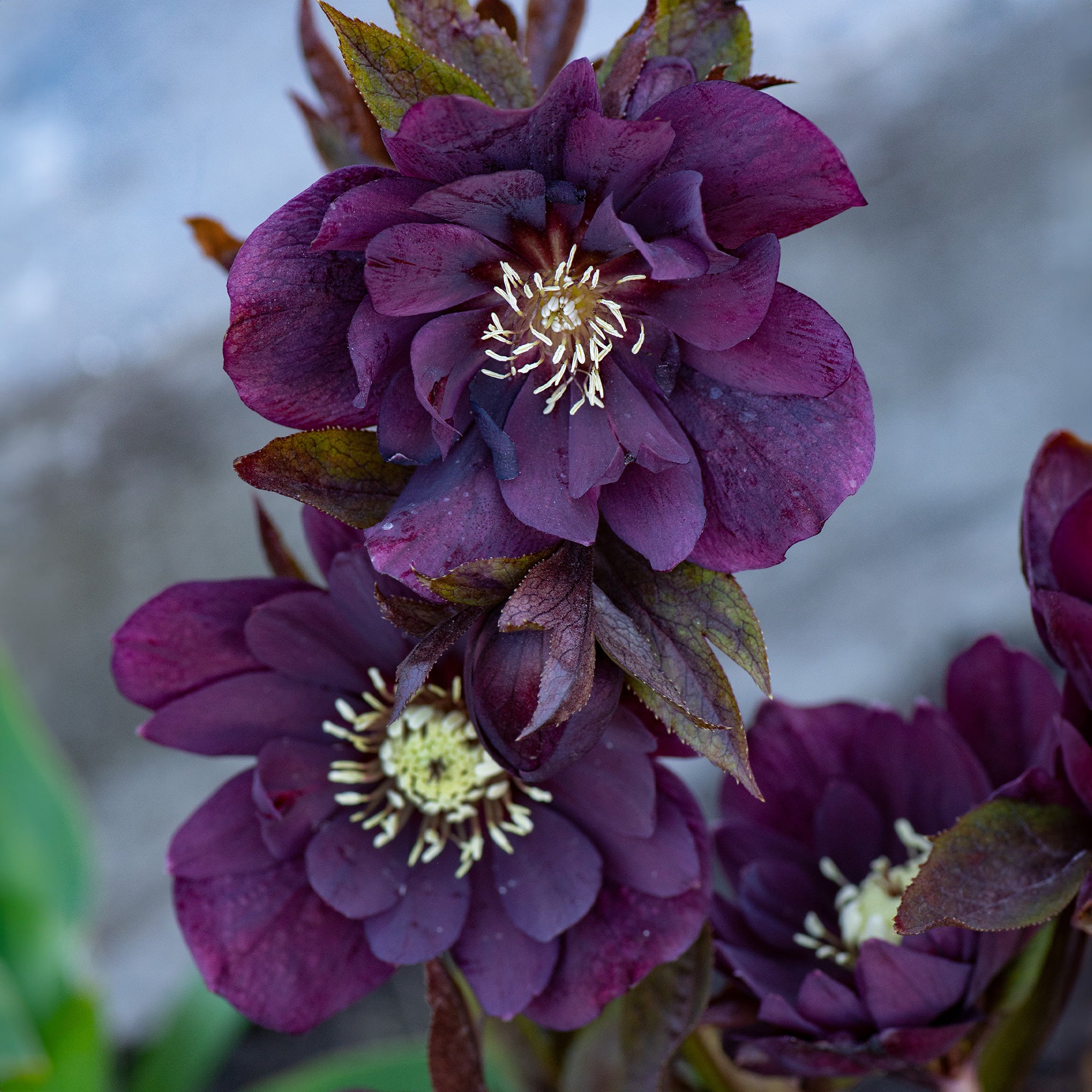 2 Hellébores doubles violettes Ellen - Helleborus double ellen purple - Plantes