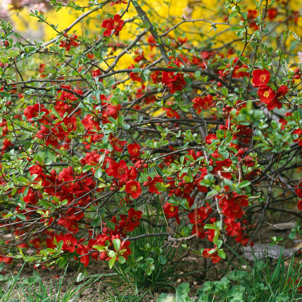 Cognassier du Japon Crimson And Gold