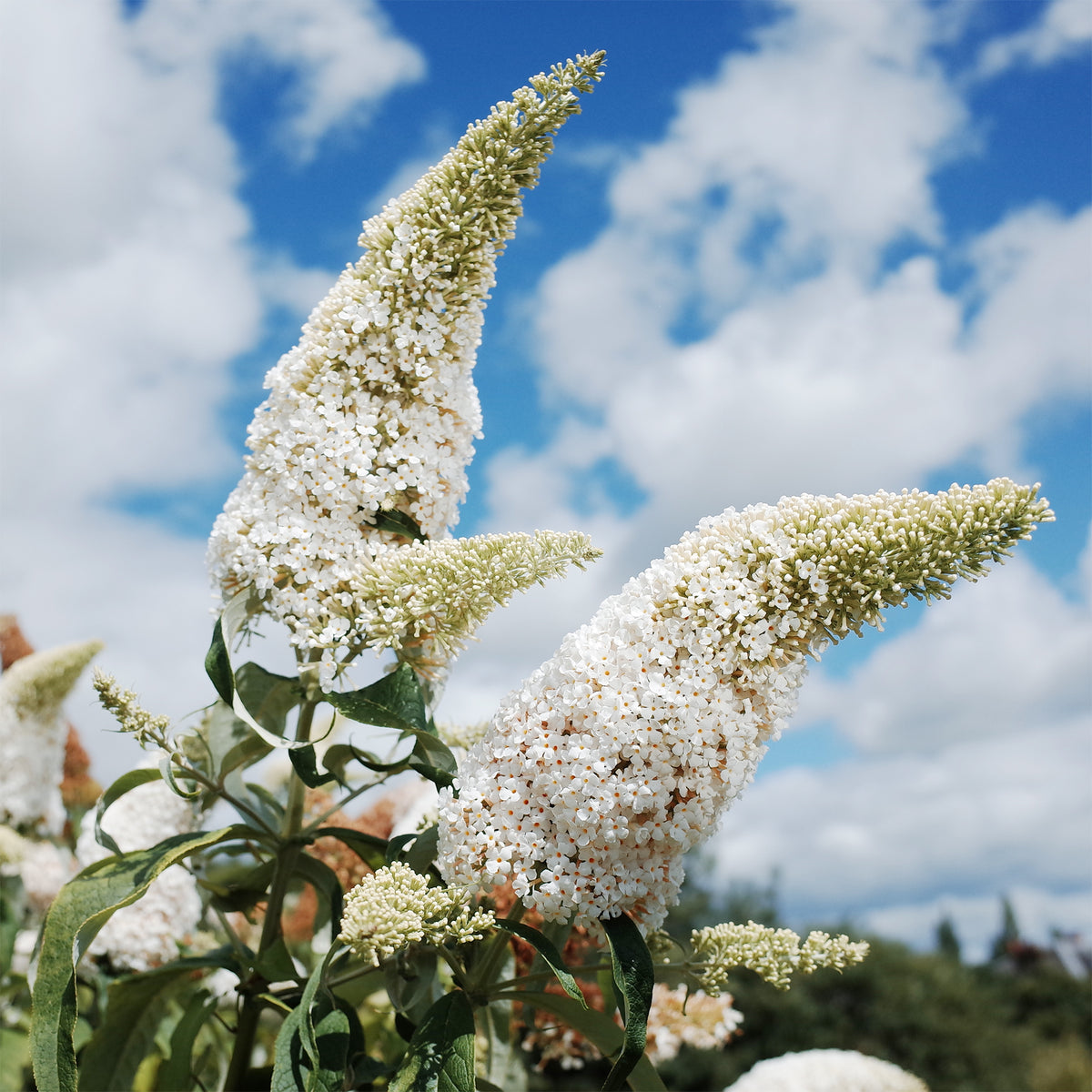 Arbre à papillons White Profusion - Buddleja davidii white profusion - Willemse