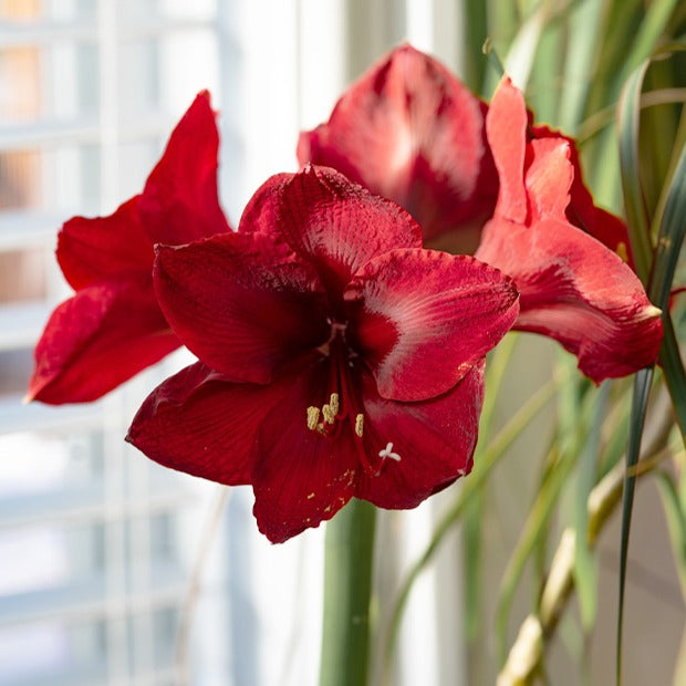 Cadeau Amaryllis