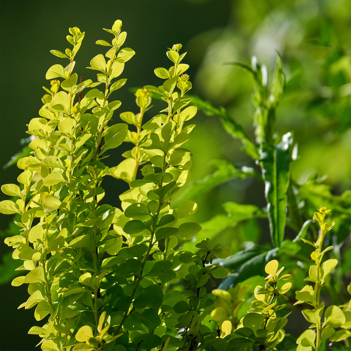 Berberis Green Carpet - Willemse