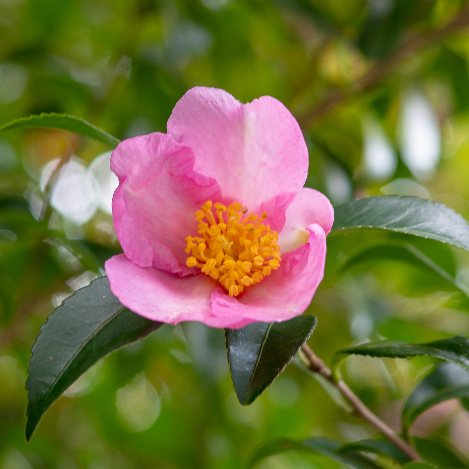 Camélia dautomne - Camellia sasanqua - Willemse