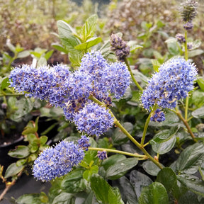 Céanothe - Lilas de californie Yankee point - Willemse