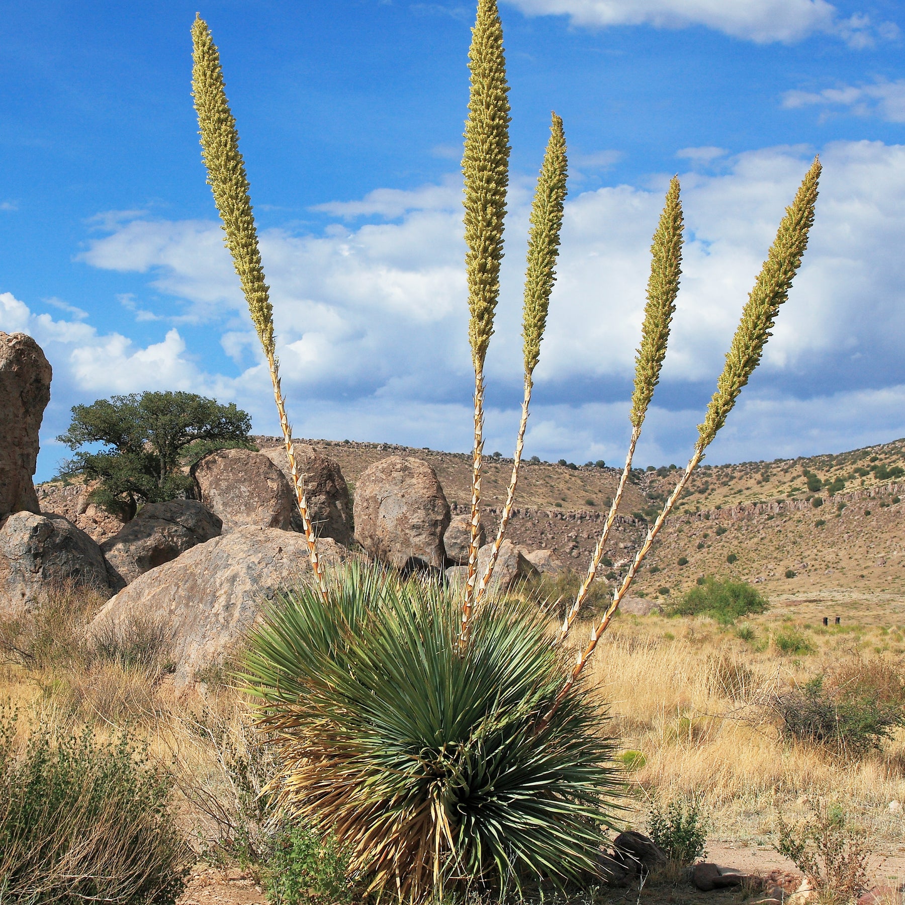 Dasylirion wheeleri - Dasylire de Wheeler - Yuccas