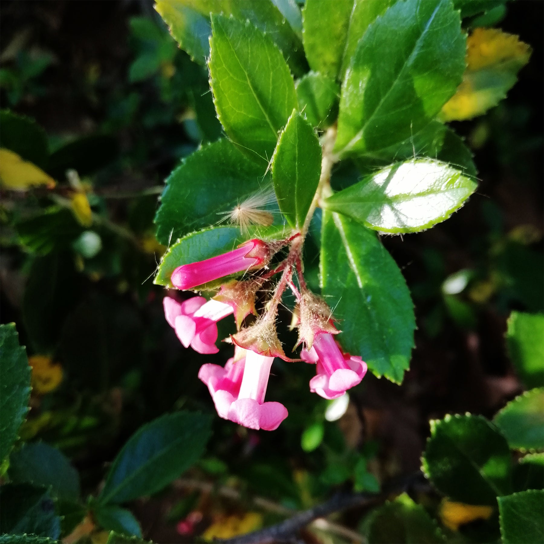 Escalonia Macrantha - Willemse