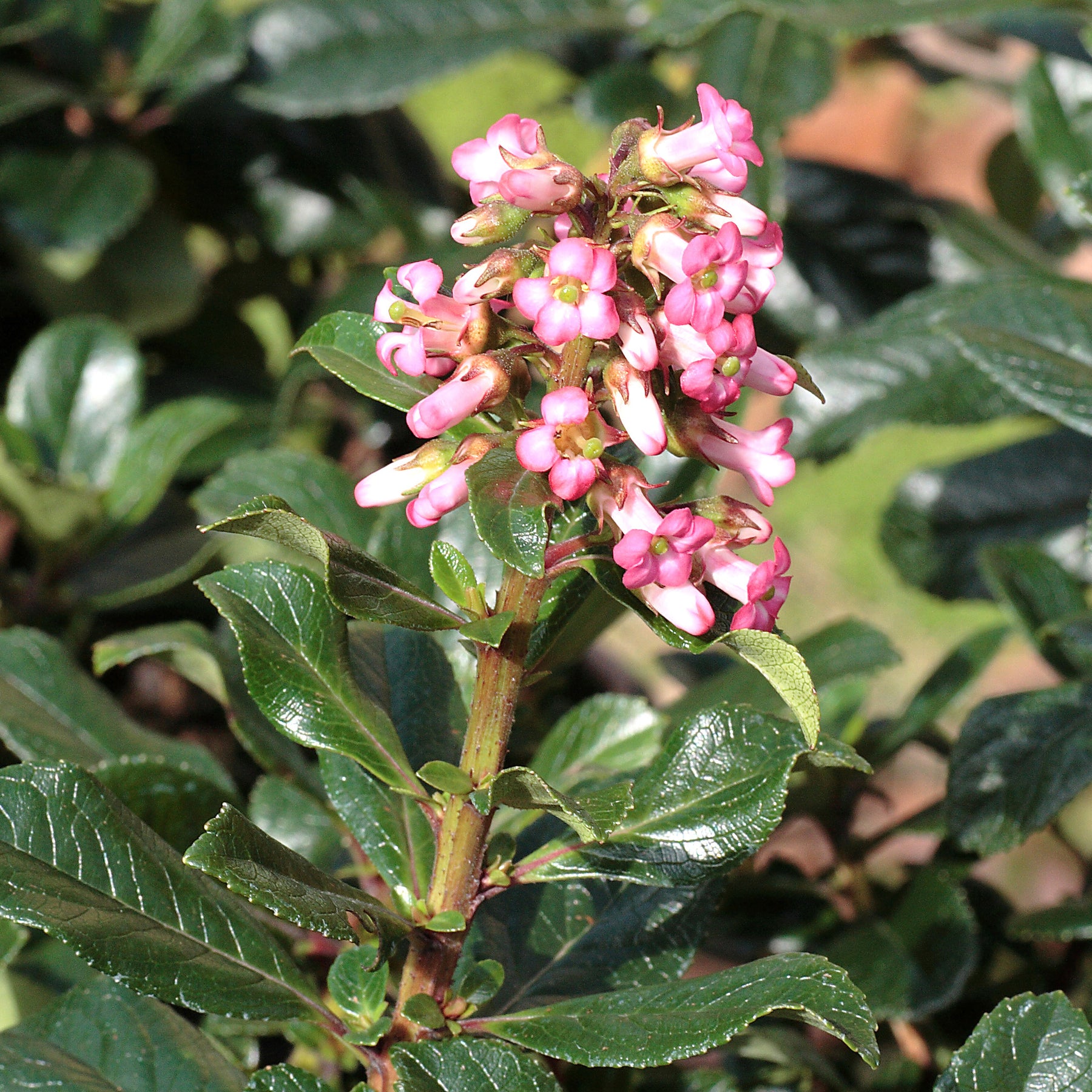 Escalonia Macrantha - Escallonia rubra macrantha - Willemse