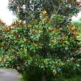 Magnolia grandiflora Alta - Willemse