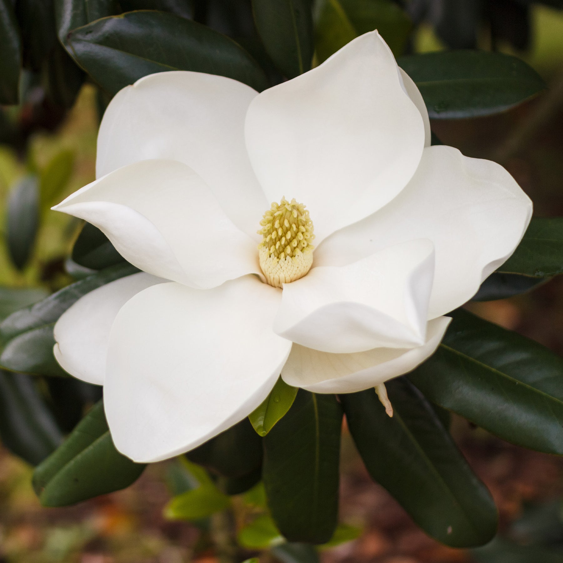 Magnolia grandiflora Alta - Magnolia grandiflora Alta - Magnolias