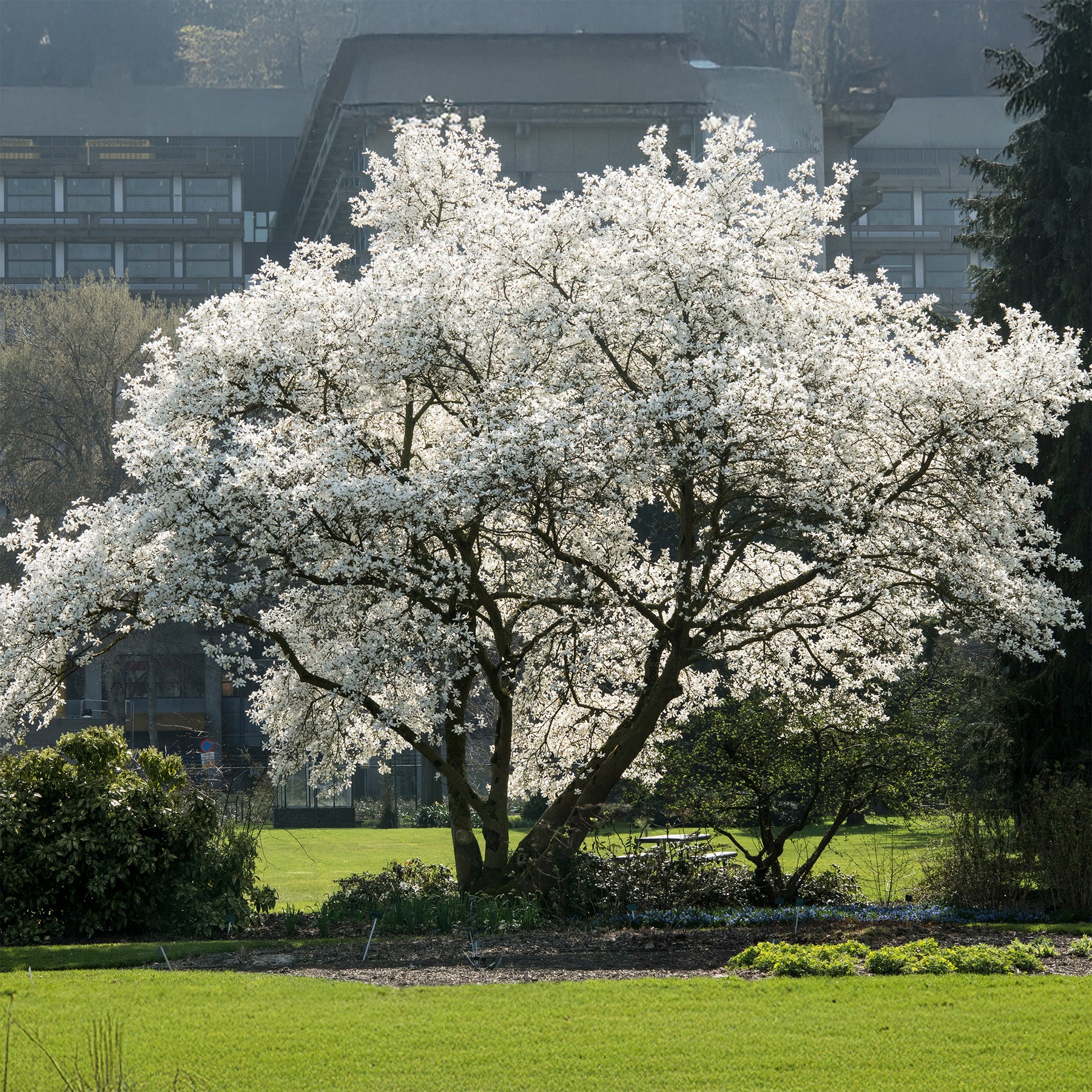 Magnolia de Kobé - Magnolia kobus - Willemse