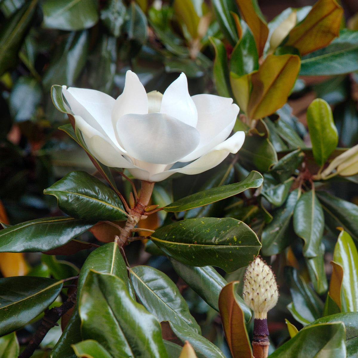 Magnolia grandiflora Little Gem - Willemse