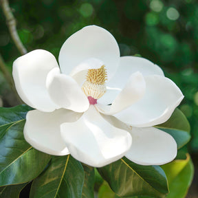 Magnolia grandiflora Little Gem - Magnolia grandiflora Little Gem - Willemse