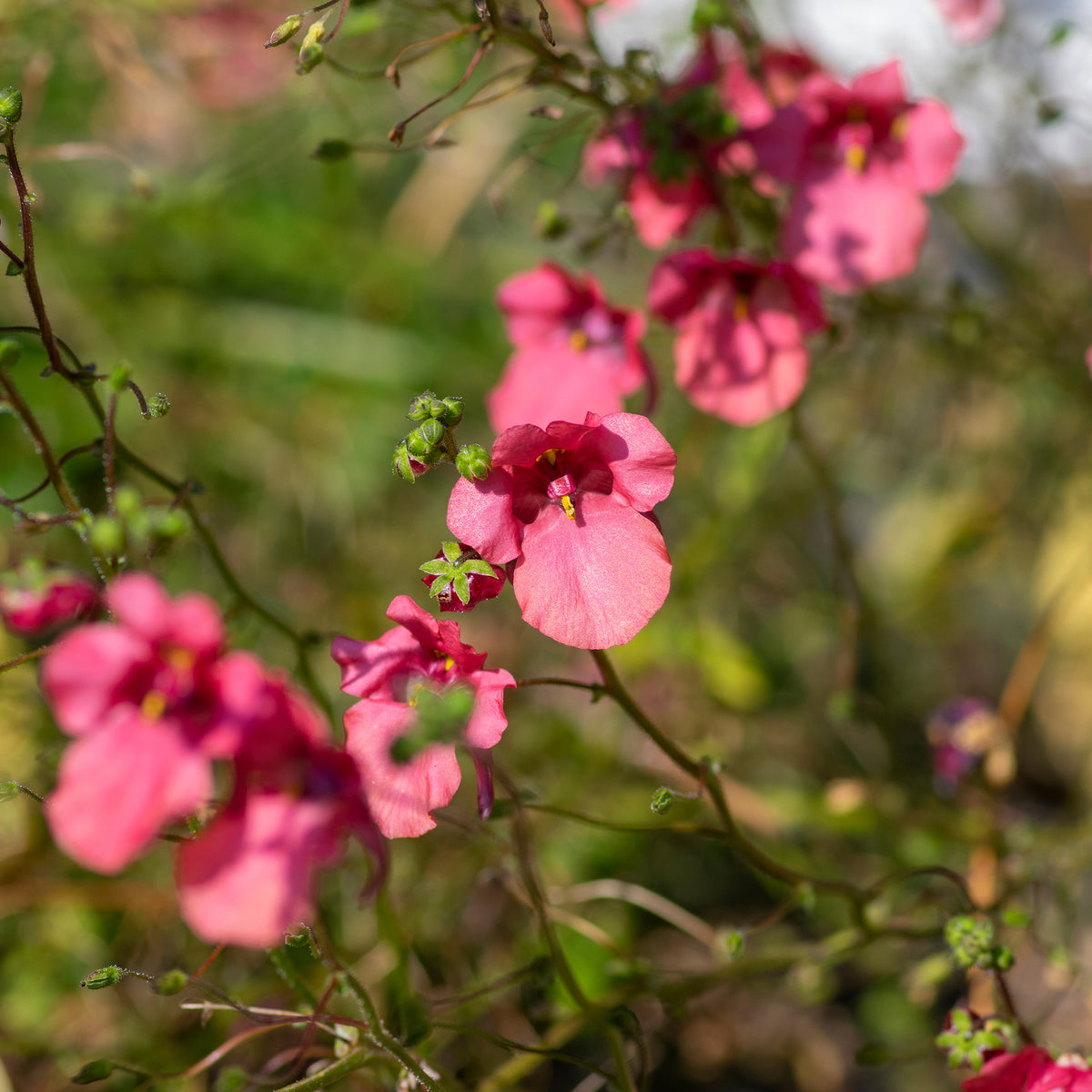 Diascie rose vif - Diascia fetcaniensis - Willemse