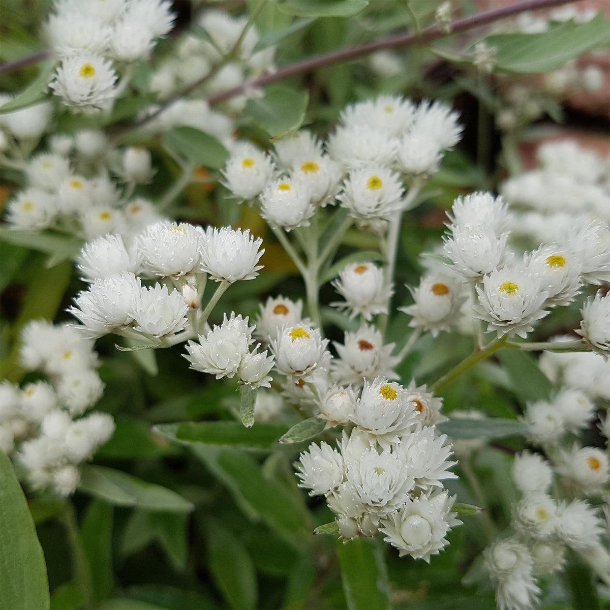 Immortelle d'argent Neuschnee - Willemse