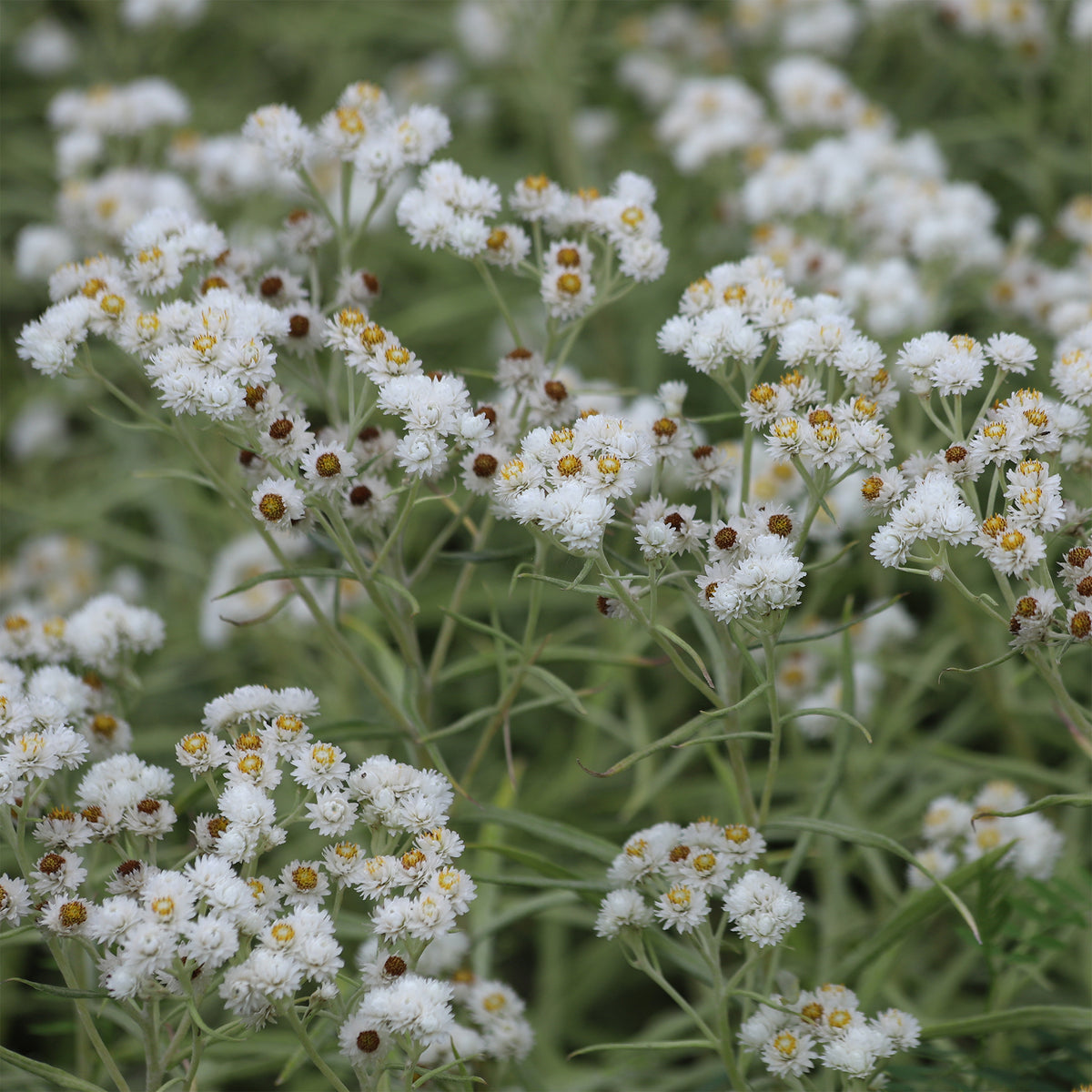 Immortelle d'argent Neuschnee - Anaphalis margaritacea neuschnee - Willemse