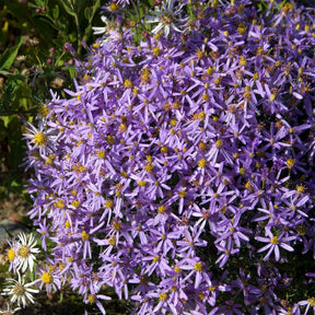 Aster nain à feuilles de sedum  - Willemse