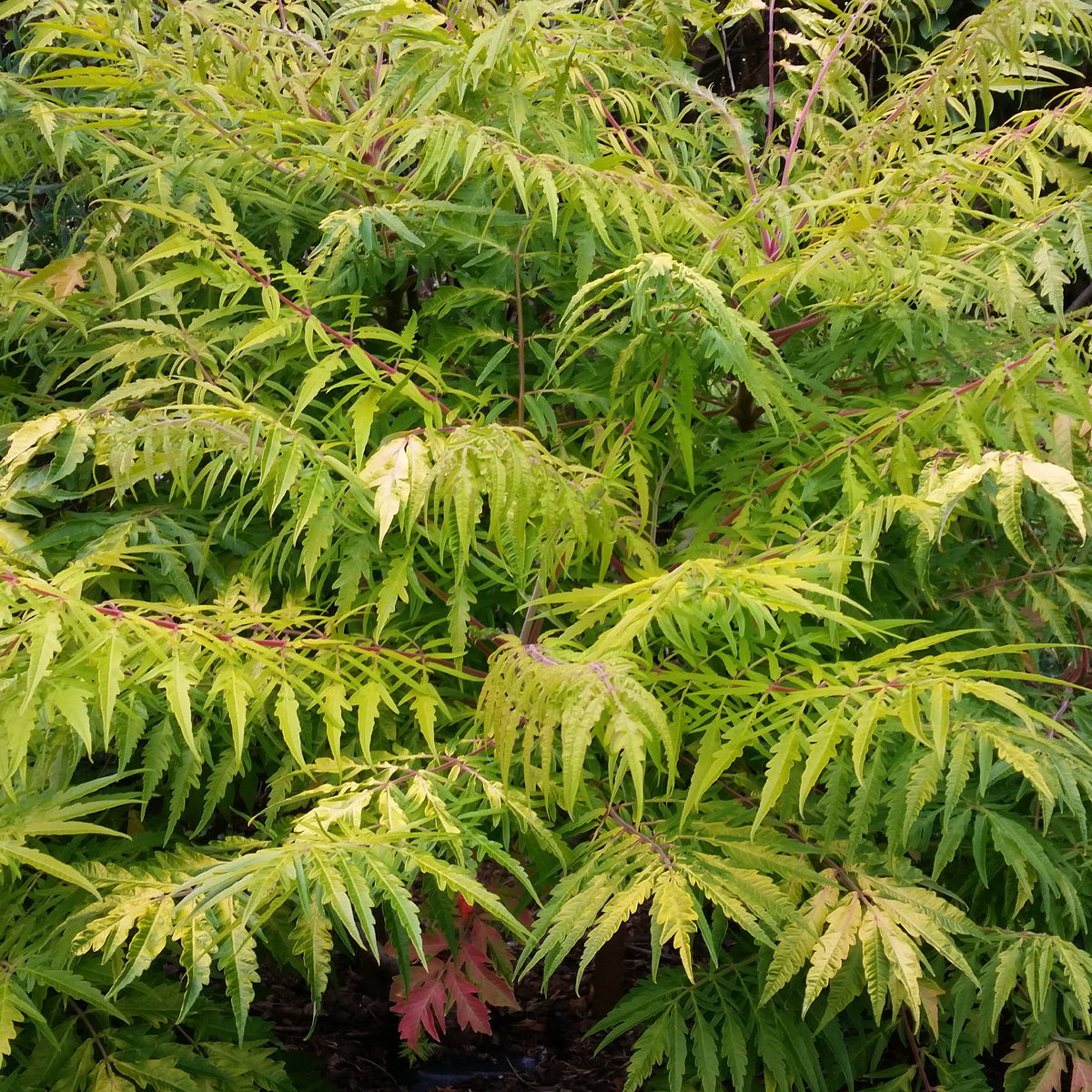 Sumac de Virginie Tiger Eyes - Rhus typhina Tiger Eyes - Willemse