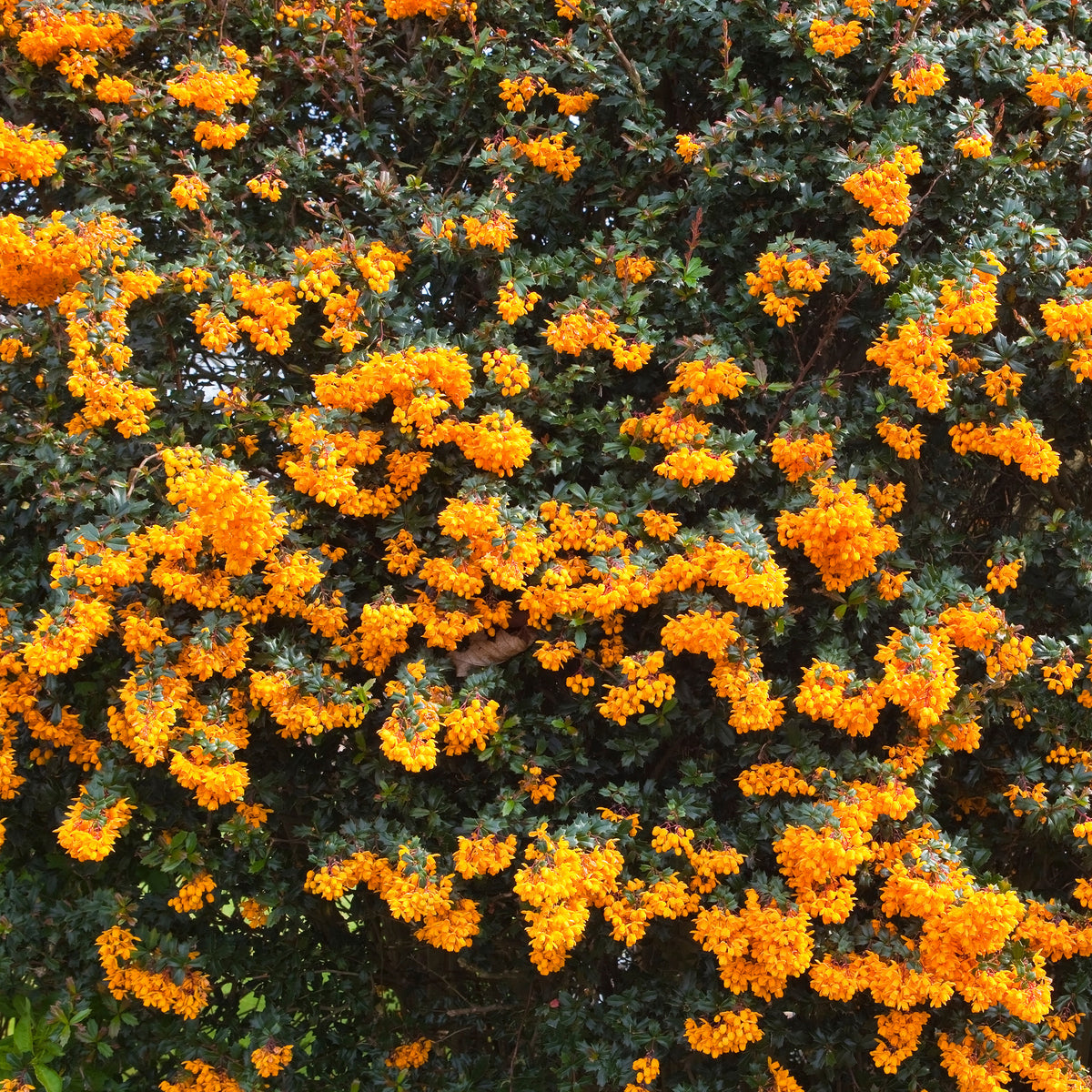 Berberis de Darwin - Berberis darwinii - Willemse