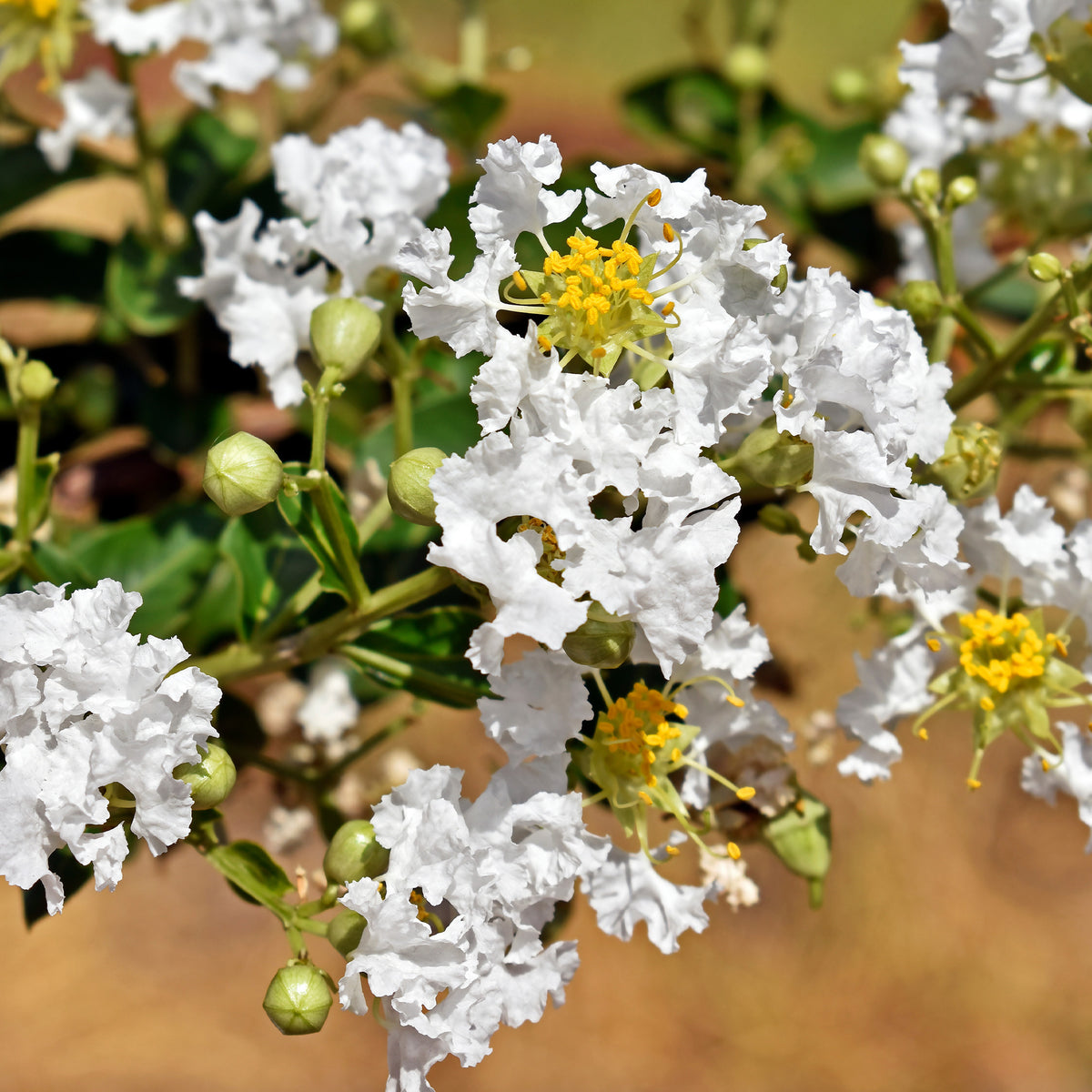 Lilas des Indes With Love® Virgin - Lagerstroemia indica With Love Virgin® - Willemse