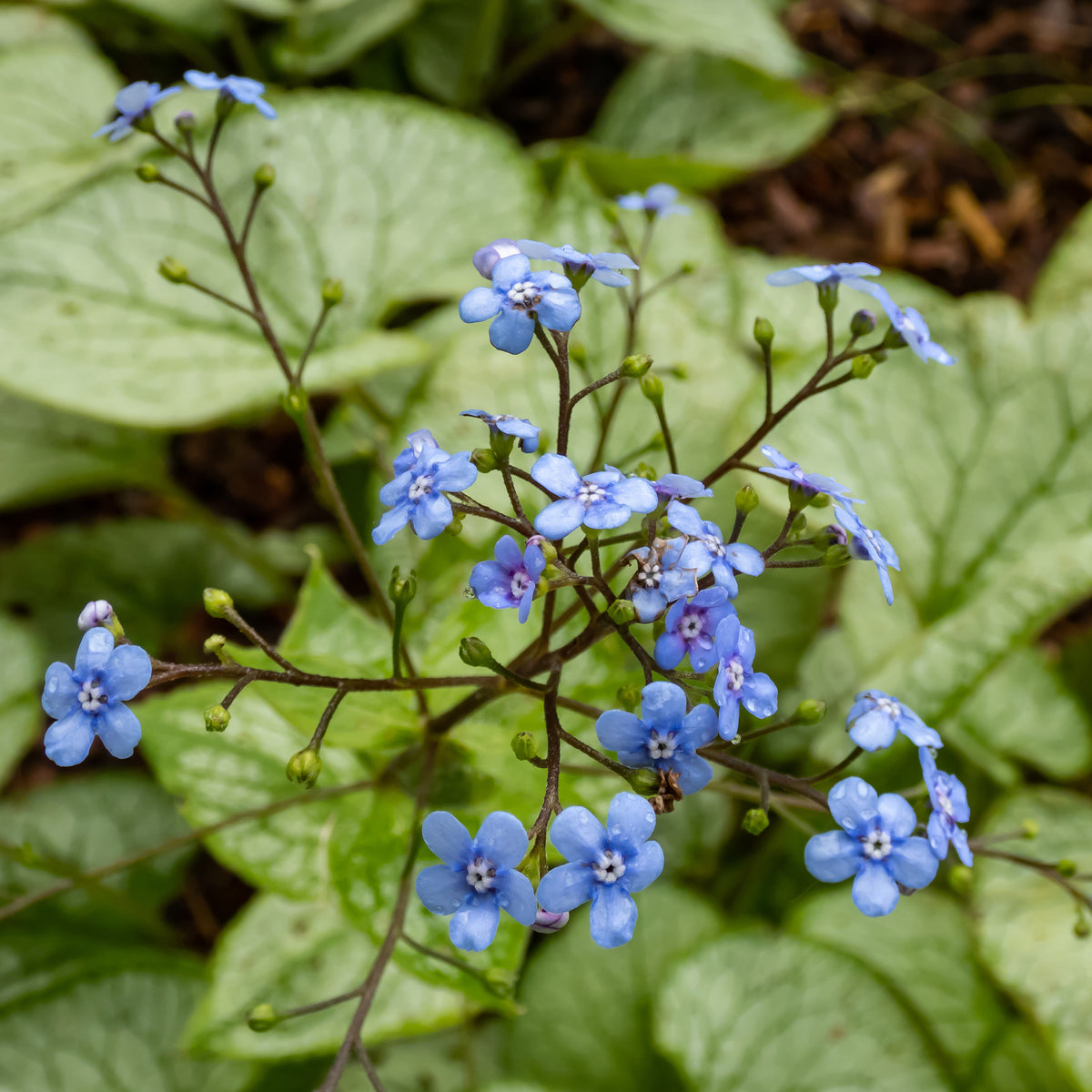 Myosotis du Caucase Jack Frost - Brunnera macrophylla jack frost - Willemse