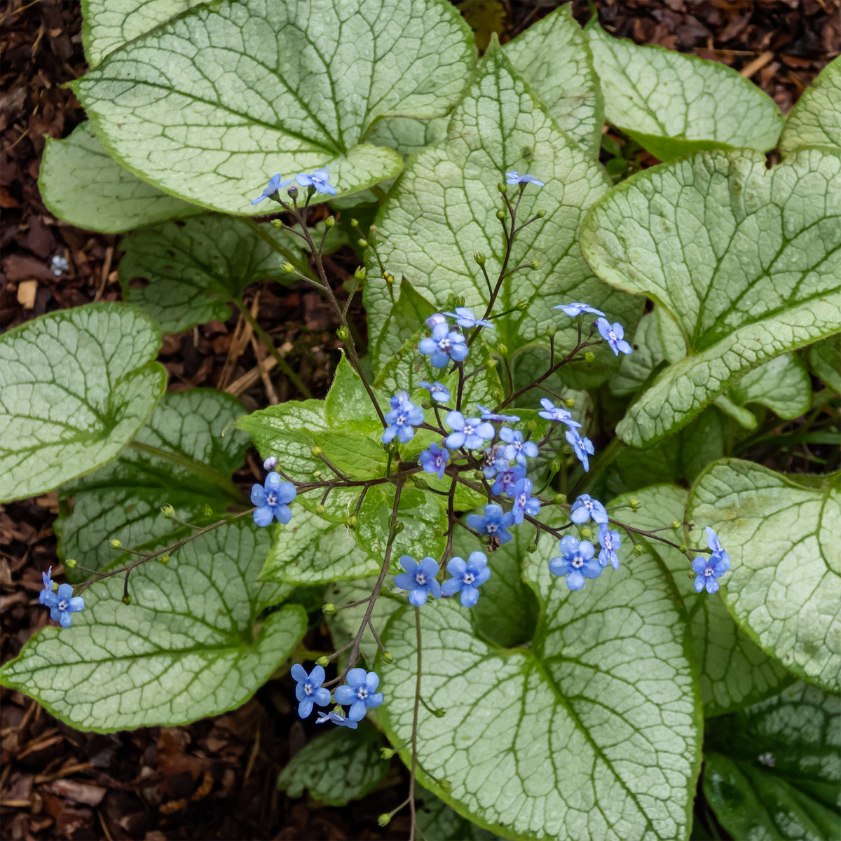 Myosotis du Caucase Jack Frost - Willemse