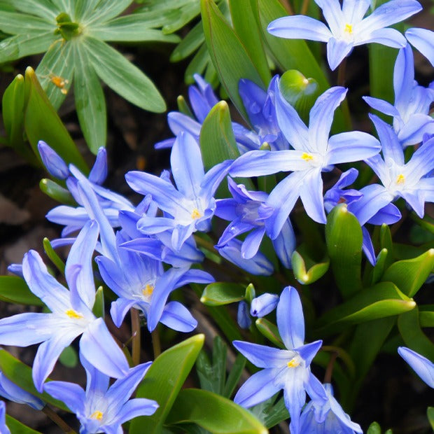 10 Gloires des neiges bleue - Chionodoxa forbesii blue giant