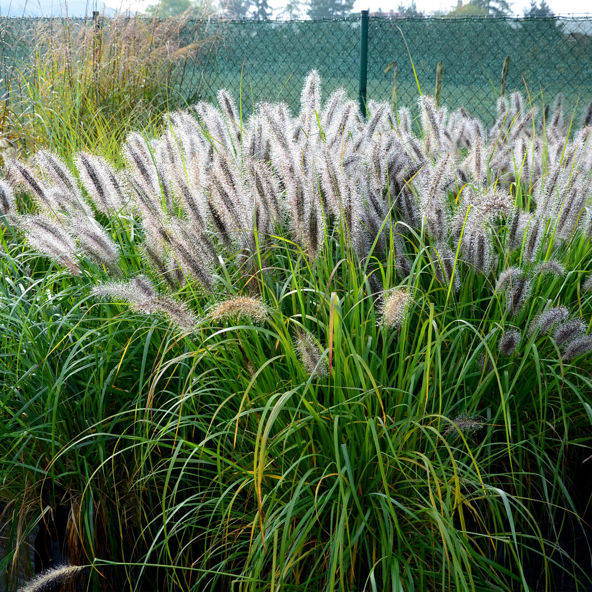 Herbe aux écouvillons Hameln - Pennisetum - Willemse