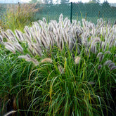 Herbe aux écouvillons Hameln - Pennisetum