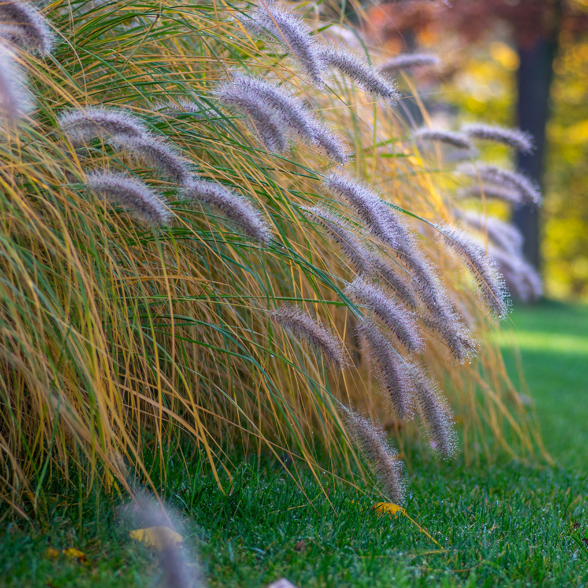 Herbe aux écouvillons Hameln - Pennisetum