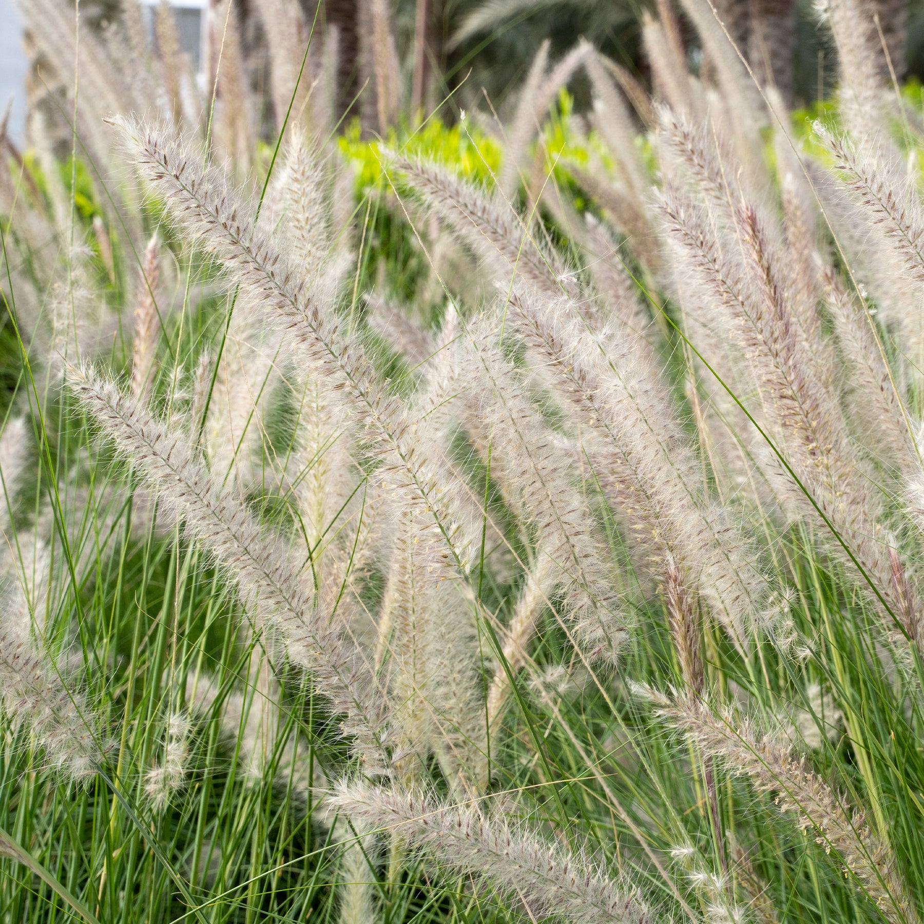 Herbe aux écouvillons Hameln - Pennisetum