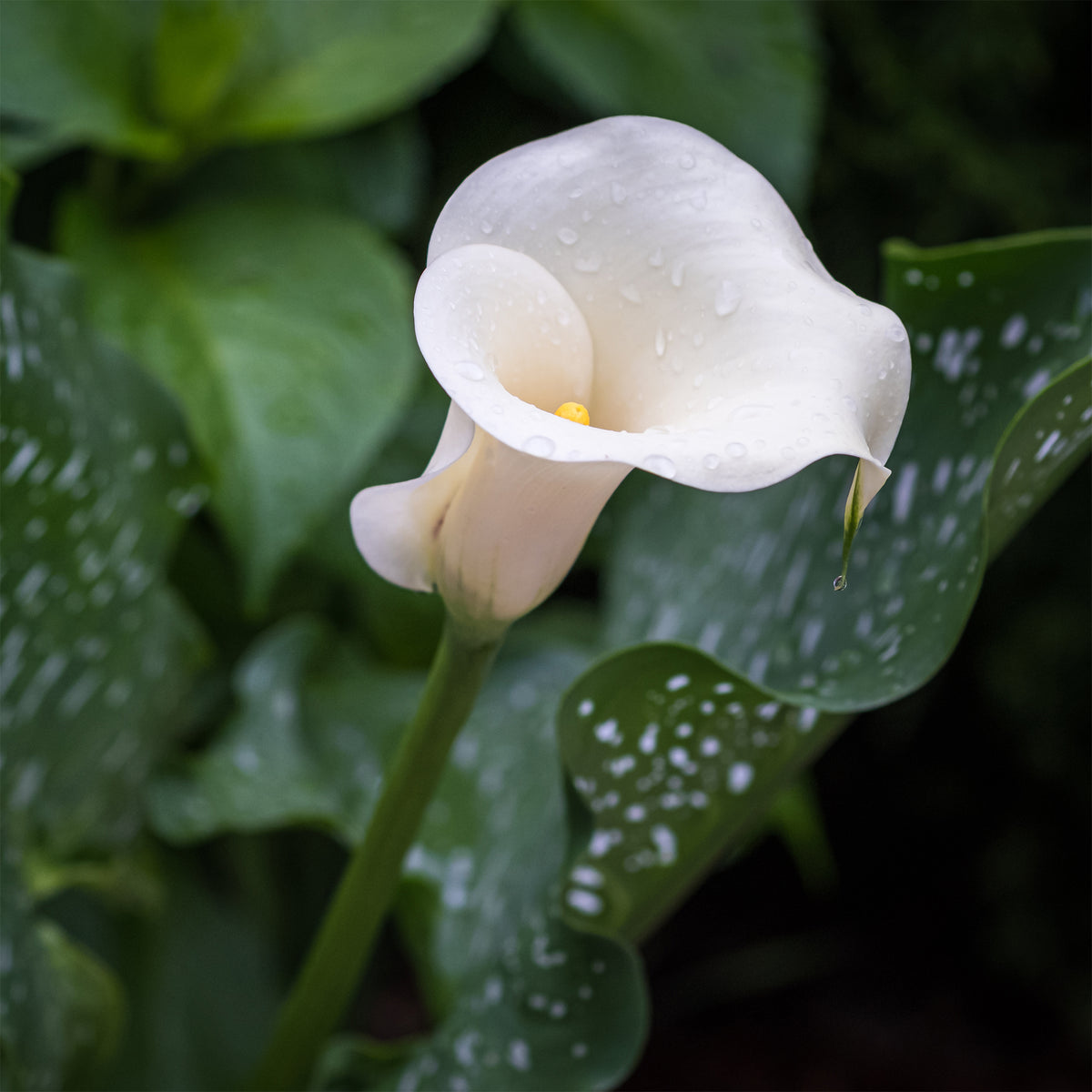 2 Arums à taches blanches - Willemse