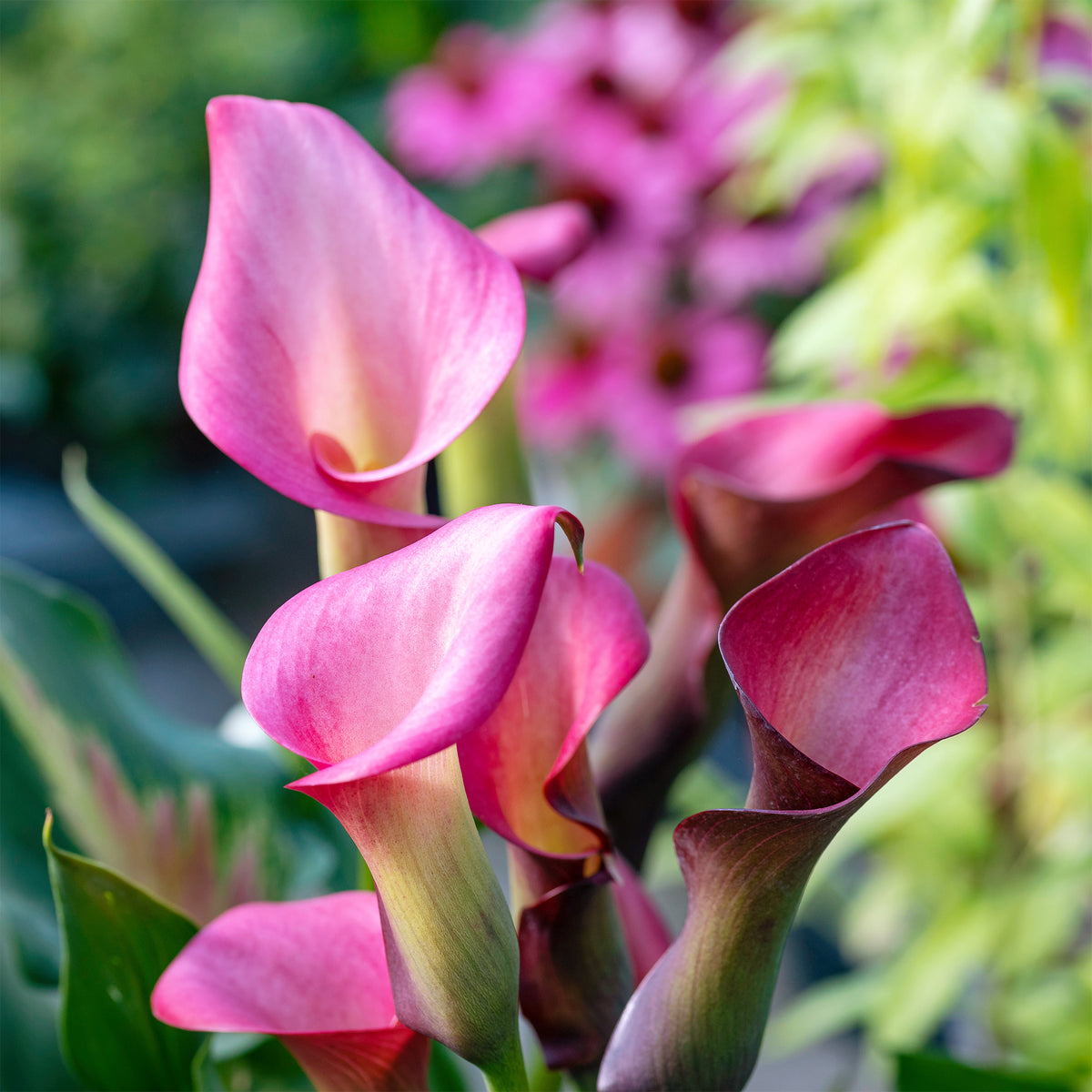 2 Arums rose - Willemse