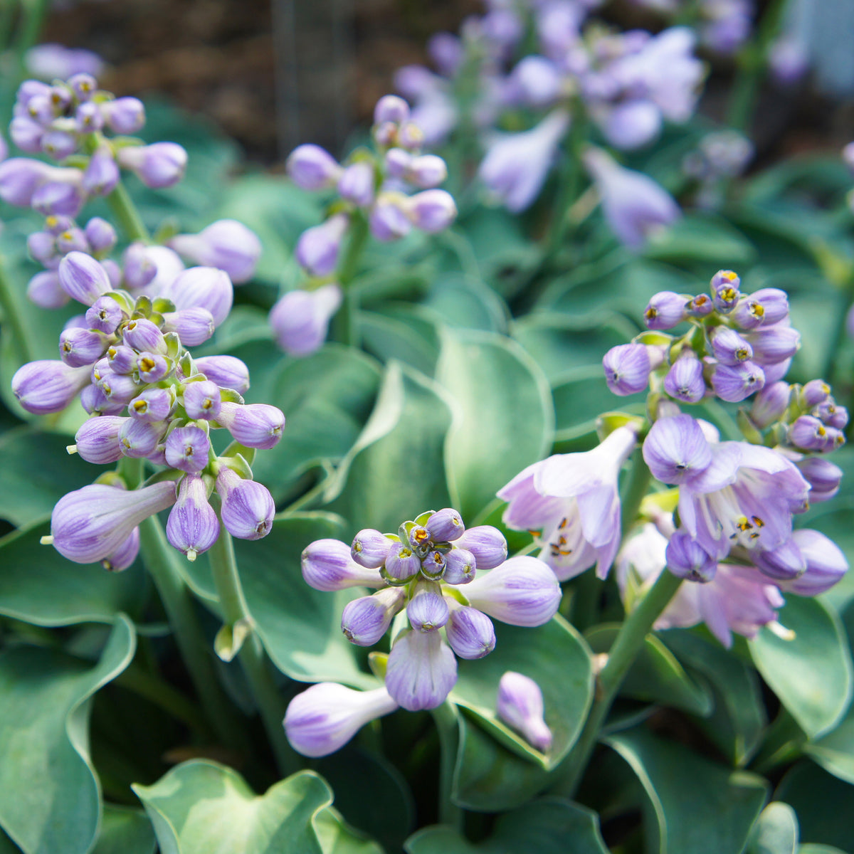 Hosta Blue Mouse Ears - Willemse