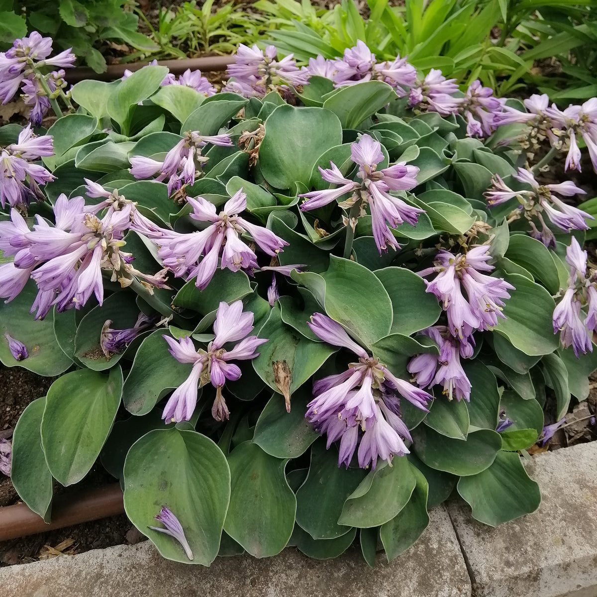 Hosta Blue Mouse Ears - Hosta hybride blue mouse ears - Willemse