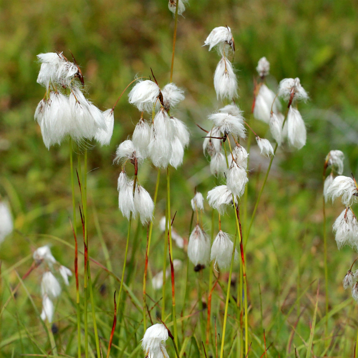 Linaigrette à feuilles étroites - Willemse