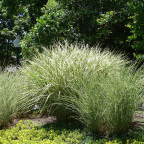 Eulalie Morning Light - Miscanthus sinensis morning light - Plantes vivaces