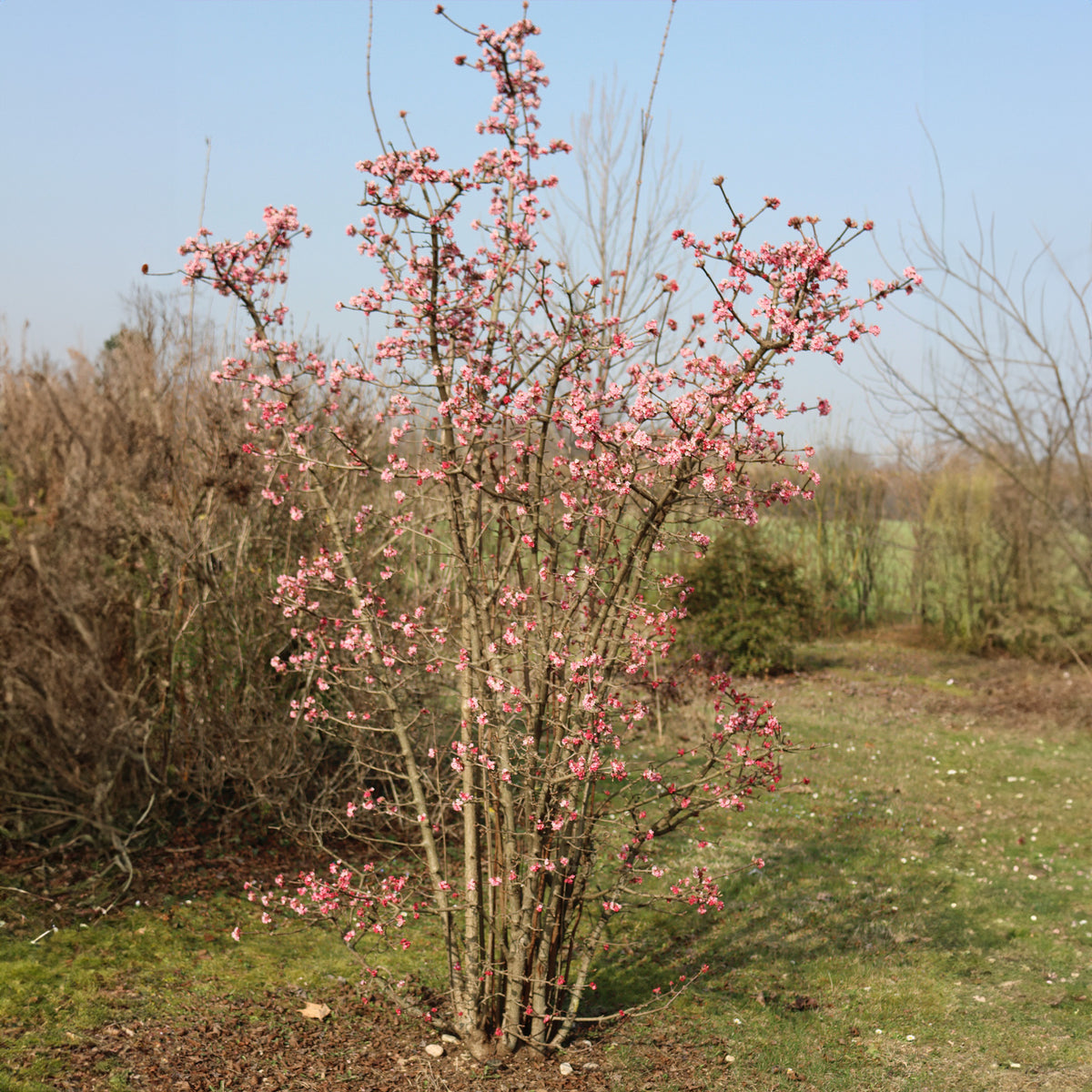 Viorne Rose - Viburnum bodnantense dawn - Arbustes