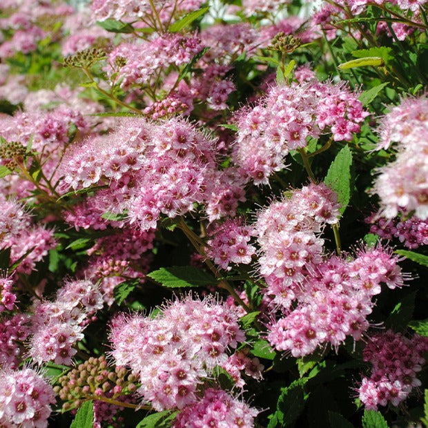 Spirée du Japon Shirobana - Spiraea japonica shirobana - Spirées