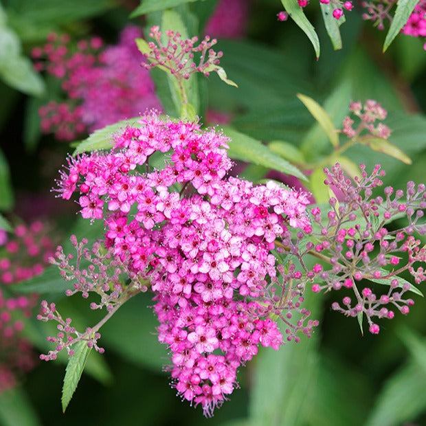 Spiraea japonica shirobana