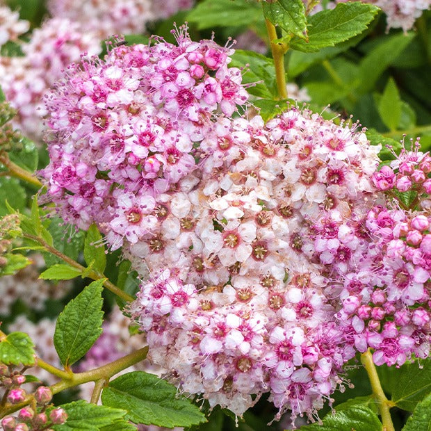 Spirée du Japon Shirobana - Spiraea japonica shirobana - Arbustes