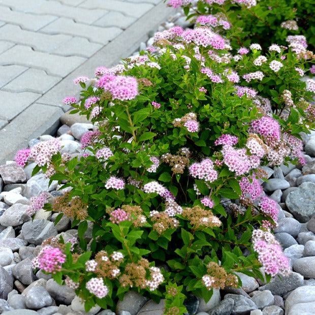 Spirée du Japon Shirobana - Spiraea japonica Genpei - Willemse