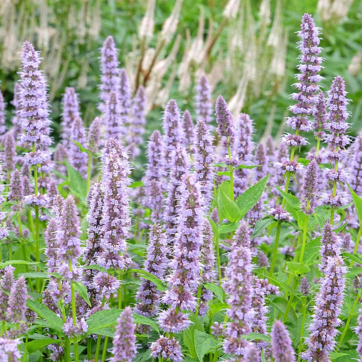 Agastache Blue Fortune - Willemse